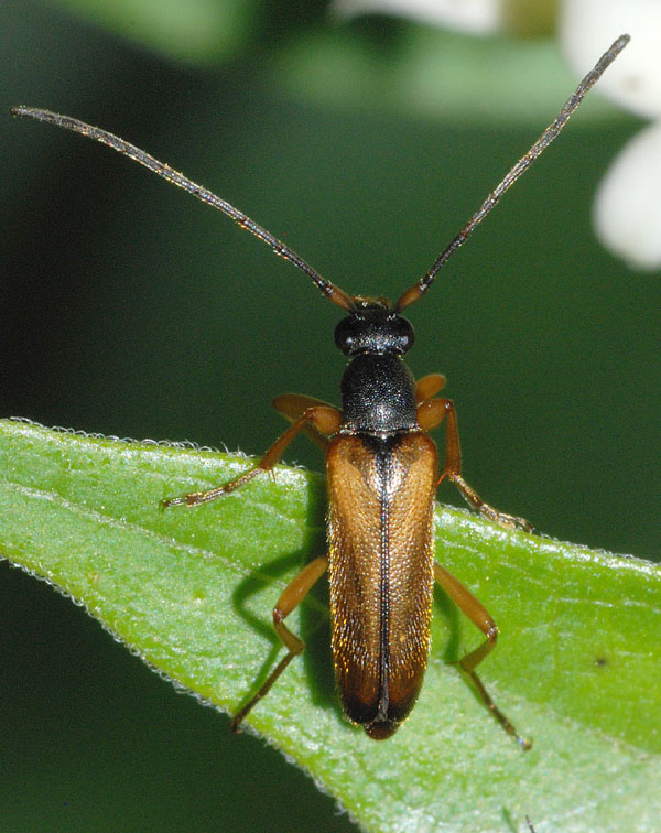 Alosterna tabacicolor